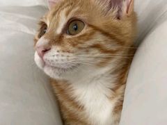 -御宝贝·A梦猫科宠物医院(国际猫友好医院)