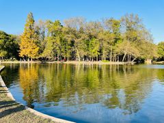 -上海共青森林公园