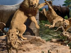 -国家自然博物馆