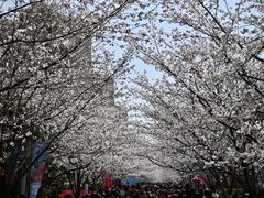 -高东镇樱花园