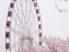 -顾村公园