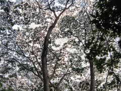 -深圳龙潭公园