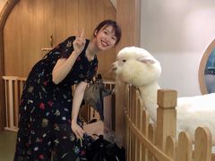 羊驼-藦茜花园宠物主题亲子互动体验馆(国顺东路店)