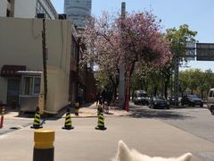 -良成狗狗乐园
