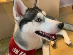 小甜甜-Husky Go! 哈士奇体验馆·宠物咖啡厅狗咖