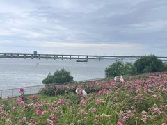 -九龙湖公园