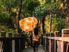 -铁山坪森林公园