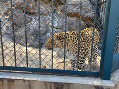 -大连森林动物园