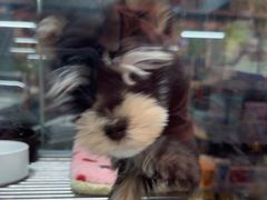 -FAELING PETS美天灵宠物(合生汇店)
