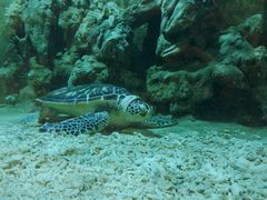 -东方巨龟苑景区