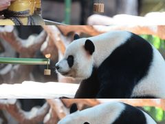 -广州长隆野生动物世界