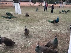 -秀丽东方