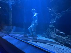 -太平洋海底世界