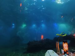 -海棠湾洲际-涛·海底餐厅·美人鱼·自助餐·海底隧道