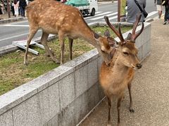 -奈良公园