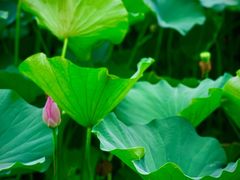 -保定东湖公园(莲池区)