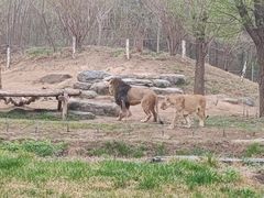 -北京野生动物园