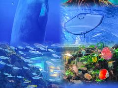 -海合安武汉极地海洋公园