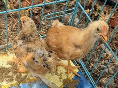 -马陆小张葡萄园农家乐