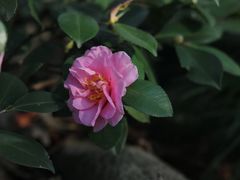 -合肥滨湖国家森林公园