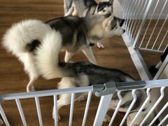 -Husky Go! 哈士奇体验馆·宠物咖啡厅狗咖