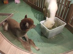 -藦茜花园宠物主题亲子互动体验馆(国顺东路店)