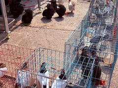 -中环花鸟鱼虫市场