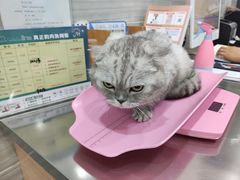 -瑞派名望志远动物医院·猫科·內科·异宠专科(直港大道店)