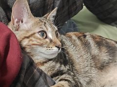 -伟伟宠物医院·瑞派猫友好医院·猫科(光谷店)