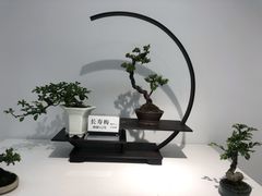 -上海滨江森林公园