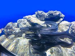 -江和美海洋公园