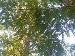 -黄海国家森林公园