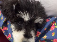 -瑞派福兴宠物医院犬猫全科·骨科·中西医结合(河东店)