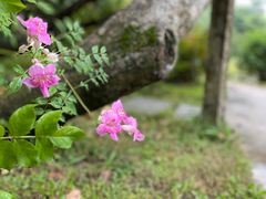 -中国科学院华南植物园