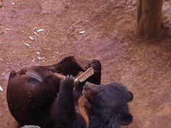 -海南热带野生动植物园