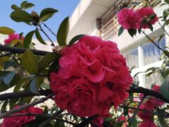 -云南师范大学(一二一西南联大校区)