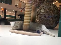 -飞行喵MR PILOT|猫舍·猫咖(静安大融城店)