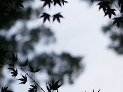 -云栖竹径