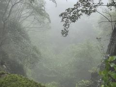 -天目山大树王景区