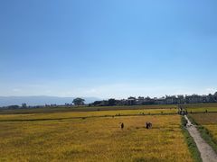 -喜林苑·稻田餐厅(品相府店)
