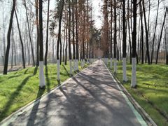 -合肥滨湖国家森林公园