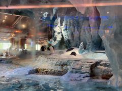 -帝企鹅自助餐厅•儿童岛•真企鹅(长隆企鹅酒店)