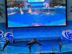 -海合安成都极地海洋公园