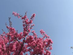 -狐尾山公园