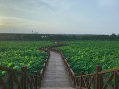 -荷塘月色湿地公园·向阳花洲