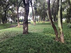 -重庆市江北嘴中央商务区中央公园