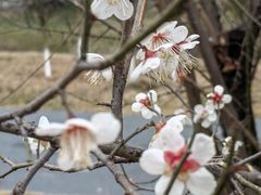 -两河城市森林公园