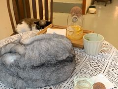 -猫友咖啡店(玉林西路店)
