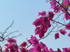 -观澜湖生态运动公社