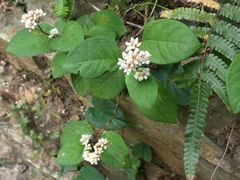 -珞珈山-售票处